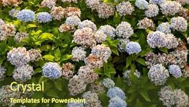  Presentation with hydrangea - Slide set with big hydrangea plant with many background and a tawny brown colored foreground