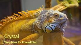  Presentation with animal carbohydrate nutrition - PPT theme enhanced with big iguana lizard in terrarium - animal background background and a tawny brown colored foreground