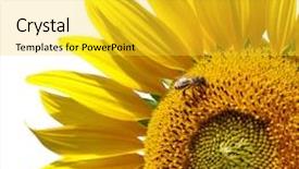 Presentation with element - Colorful slide deck enhanced with big isolated sunflower element of design backdrop and a yellow colored foreground