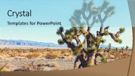  Presentation with route 66 mojave desert - Slides enhanced with big joshua tree background and a light blue colored foreground