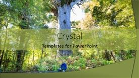  Presentation with new zealand - Beautiful presentation theme featuring big-kauri-tree backdrop and a yellow colored foreground