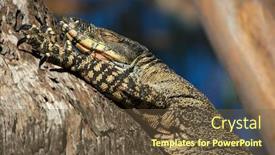  Presentation with lays - Amazing slides having big lace monitor goanna lizard lays in a tree with its eyes shut backdrop and a tawny brown colored foreground