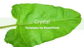  Presentation with drugs medical cannabis leaf - Slide deck consisting of big-leaf-of-burdock background and a seafoam green colored foreground