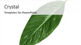  Presentation with banana palm - Audience pleasing PPT theme consisting of big leaf of tropical banana backdrop and a white colored foreground