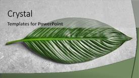  Presentation with banana palm - Cool new slide deck with big leaf of tropical banana backdrop and a light gray colored foreground