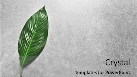  Presentation with banana palm - Amazing slide set having big leaf of tropical banana backdrop and a light gray colored foreground