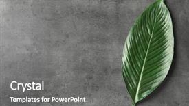  Presentation with banana palm - Slide set with big leaf of tropical banana background and a gray colored foreground