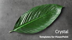  Presentation with banana palm - Colorful presentation design enhanced with big leaf of tropical banana backdrop and a dark gray colored foreground