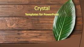  Presentation with banana palm - Presentation theme consisting of big leaf of tropical banana background and a  colored foreground