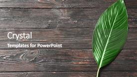  Presentation with banana palm - Audience pleasing presentation design consisting of big leaf of tropical banana backdrop and a  colored foreground