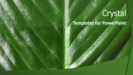  Presentation with banana palm - Cool new slide set with big leaf of tropical banana backdrop and a  colored foreground