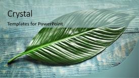  Presentation with banana palm - Amazing presentation theme having big leaf of tropical banana backdrop and a  colored foreground