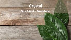  Presentation with banana palm - Colorful PPT theme enhanced with big leaves of tropical banana backdrop and a coral colored foreground