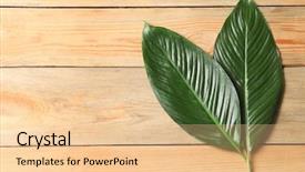  Presentation with banana plant - Amazing PPT theme having big leaves of tropical banana backdrop and a lemonade colored foreground