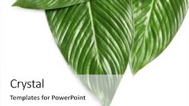  Presentation with banana palm - PPT theme with big leaves of tropical banana background and a white colored foreground