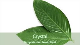  Presentation with banana palm - Colorful slide set enhanced with big leaves of tropical banana backdrop and a tawny brown colored foreground