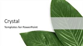  Presentation with banana palm - Slide deck having big leaves of tropical banana background and a white colored foreground