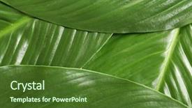  Presentation with banana palm - PPT theme enhanced with big leaves of tropical banana background and a tawny brown colored foreground