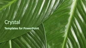  Presentation with banana palm - Presentation design consisting of big leaves of tropical banana background and a tawny brown colored foreground