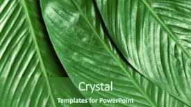  Presentation with banana palm - PPT theme having big leaves of tropical banana background and a forest green colored foreground