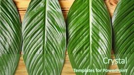  Presentation with banana palm - Audience pleasing slide set consisting of big leaves of tropical banana backdrop and a tawny brown colored foreground