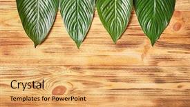  Presentation with banana palm - Cool new PPT theme with big leaves of tropical banana backdrop and a yellow colored foreground