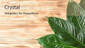  Presentation with banana palm - Slide set enhanced with big leaves of tropical banana background and a lemonade colored foreground