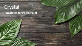  Presentation with banana palm - Beautiful slide set featuring big leaves of tropical banana backdrop and a gray colored foreground