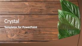  Presentation with banana palm - Colorful presentation theme enhanced with big leaves of tropical banana backdrop and a tawny brown colored foreground