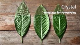  Presentation with banana palm - Slide set having big leaves of tropical banana background and a violet colored foreground