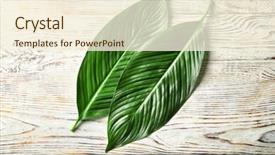  Presentation with banana palm - Presentation theme featuring big leaves of tropical banana background and a cream colored foreground