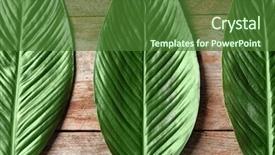  Presentation with banana palm - Presentation design enhanced with big leaves of tropical banana background and a forest green colored foreground