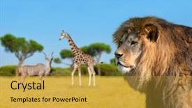  Presentation with lion king - Theme with big lion on savannah giraffe background and a yellow colored foreground