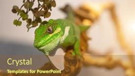  Presentation with lonely - Slide deck featuring big-lonely-green-lizard background and a tawny brown colored foreground
