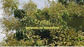  Presentation with tree - Slide deck having big-longan-tree-with-tree background and a tawny brown colored foreground