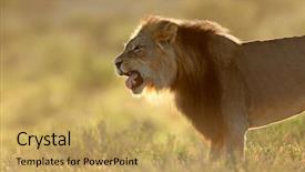  Presentation with male lion - Colorful theme enhanced with big male african lion panthera backdrop and a yellow colored foreground