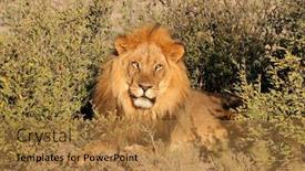  Presentation with male lion - Amazing presentation theme having big-male-african-lion-panthera backdrop and a gold colored foreground