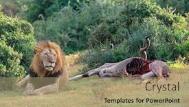  Presentation with male lion - Amazing slide set having big-male-african-lion-panthera backdrop and a coral colored foreground
