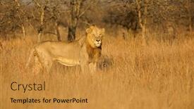  Presentation with male lion - PPT layouts with big-male-african-lion-panthera background and a gold colored foreground