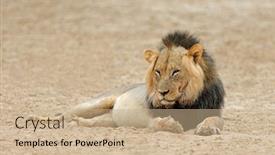  Presentation with male lion - PPT layouts with big-male-african-lion-panthera background and a coral colored foreground