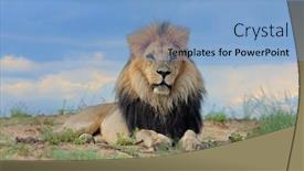  Presentation with male lion - Slides enhanced with big-male-african-lion-panthera background and a  colored foreground