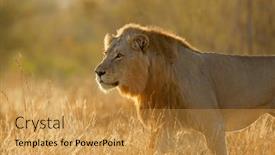  Presentation with male lion - Slides enhanced with big-male-african-lion-panthera background and a  colored foreground
