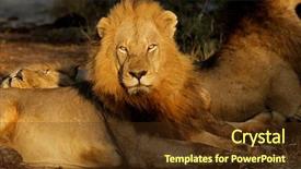  Presentation with male lion - Audience pleasing slides consisting of big male african lion panthera leo resting in early morning light south africa backdrop and a tawny brown colored foreground