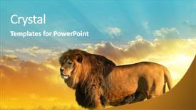  Presentation with male lion - Amazing theme having big male lion backdrop and a light blue colored foreground