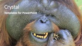  Presentation with teeth - Presentation design consisting of big male orangutan cleaning his background and a gray colored foreground