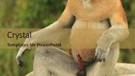  Presentation with proboscis - Cool new presentation theme with big male proboscis monkey backdrop and a gold colored foreground
