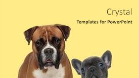  Presentation with boxer dog - Colorful presentation design enhanced with big-mature-boxer-dog-standing backdrop and a white colored foreground