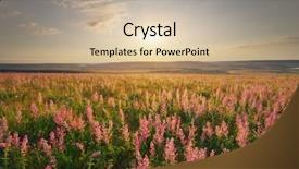  Presentation with sage - Amazing PPT theme having big meadow of sage flowers backdrop and a  colored foreground