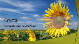  Presentation with sunflowers - Presentation theme enhanced with big meadow of sunflowers nature composition background and a teal colored foreground