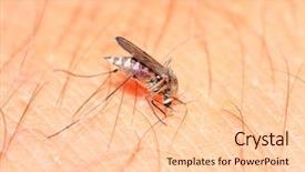  Presentation with anti parasitic of human - Audience pleasing PPT layouts consisting of big midge on human hand backdrop and a lemonade colored foreground